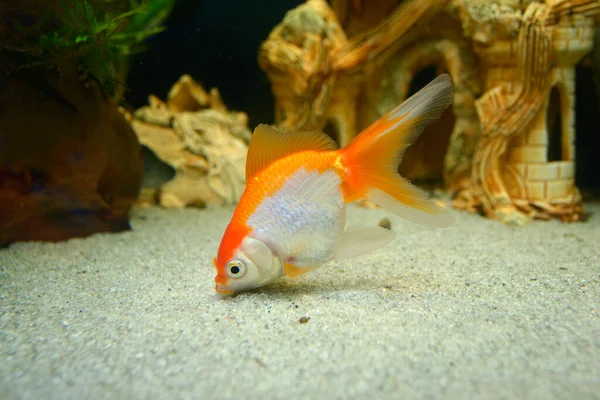 Pet Złota Ryba Carassius Auratus Pływanie Akwarium — Zdjęcie stockowe