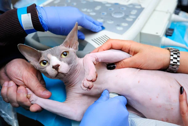 At the veterinary office. Veterinarian hand holding dog to carry an ultrasound examination, another hand adjusting ultrasonic machine