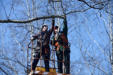 Ağaççılar bir ağacın dallarını elektrikli testereyle kestiler. Kamyona monte edilmiş asansörle. 10 Şubat 2020. Kiev, Ukrayna