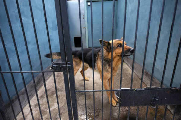 Old Sad Police Dog German Shepherd Sitting Aviary — Stock Photo, Image