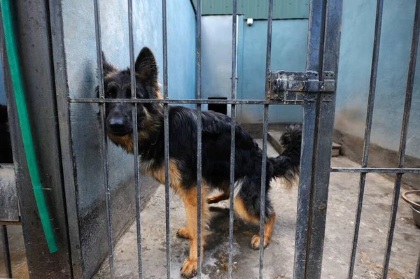 Old Sad Police Dog German Shepherd Sitting Aviary — Stock Photo, Image