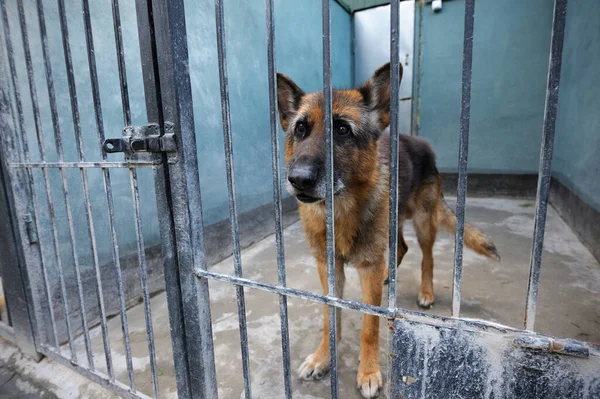 Old Sad Police Dog German Shepherd Sitting Aviary — Stock Photo, Image