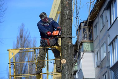 Municipal worker cutting dead standing tree with chainsaw using truck-mounted lift clipart
