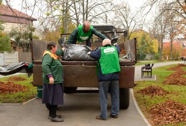 Temizlik parkları: belediye temizleyicileri bir traktör römorkuna yaprak yığını yüklüyorlar. 21 Ekim 2017. Park Nivki. Kiev, Ukrayna