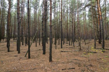 Kozalaklı bir ormanda büyüyen genç çamlar, sonbaharın başlarında, Ukrayna