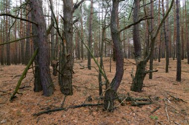 Kozalaklı bir ormanda büyüyen genç çamlar, sonbaharın başlarında, Ukrayna