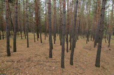 Kozalaklı bir ormanda büyüyen genç çamlar, sonbaharın başlarında, Ukrayna