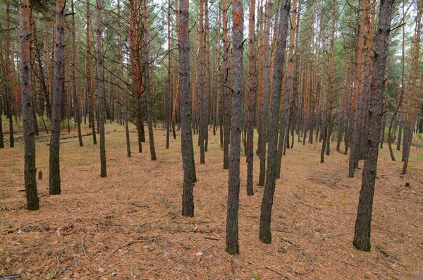 Pinheiros jovens crescendo em uma floresta de coníferas, início do outono, Ucrânia — Fotografia de Stock