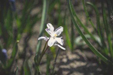 Güzel çiçekler makro fotoğraf