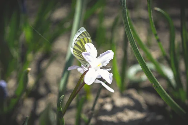 Macro Foto Borboleta Flor Uma Floresta Ensolarada — Fotografia de Stock