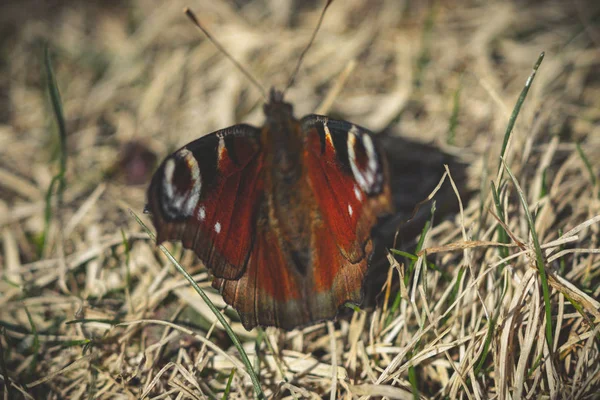 Schmetterling Auf Dem Gras Makro — Stockfoto