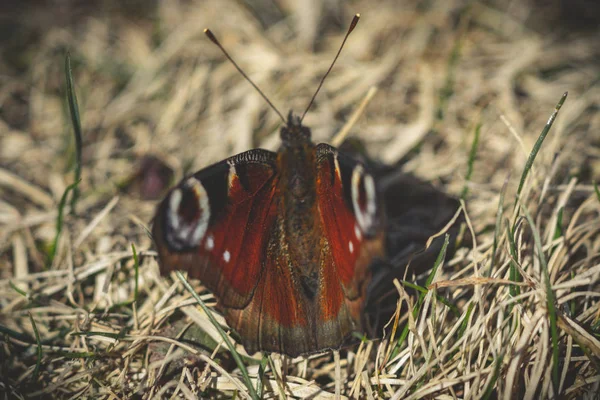 Borboleta Macro Grama — Fotografia de Stock