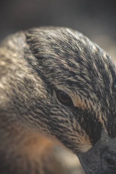 Porträtfoto Duck Noir Stil — Stockfoto