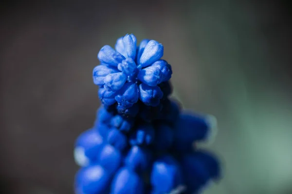 Καταπληκτικό Μπλε Λουλούδι Μακρο Φωτογραφία — Φωτογραφία Αρχείου