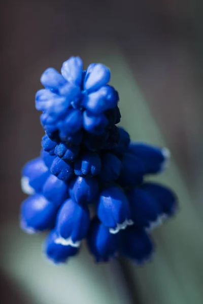 Καταπληκτικό Μπλε Λουλούδι Μακρο Φωτογραφία — Φωτογραφία Αρχείου