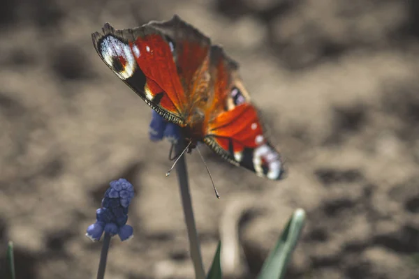 Macro Foto Borboleta Flor Uma Floresta Ensolarada — Fotografia de Stock