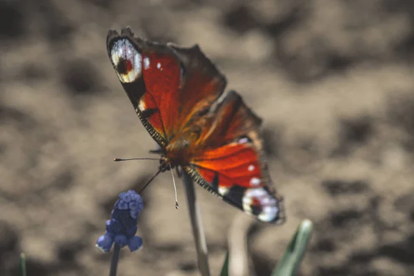 Macro Photo Papillon Sur Fleur Dans Une Forêt Ensoleillée — Photo