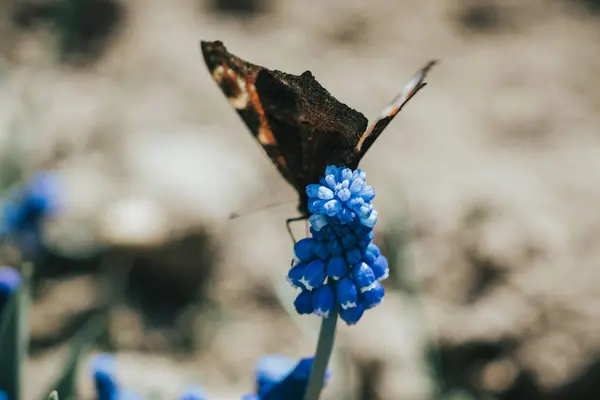 Macro Foto Borboleta Flor Uma Floresta Ensolarada — Fotografia de Stock