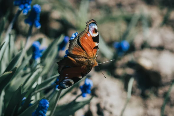 Μακρο Φωτογραφία Πεταλούδα Στο Λουλούδι Ένα Ηλιόλουστο Δάσος — Φωτογραφία Αρχείου