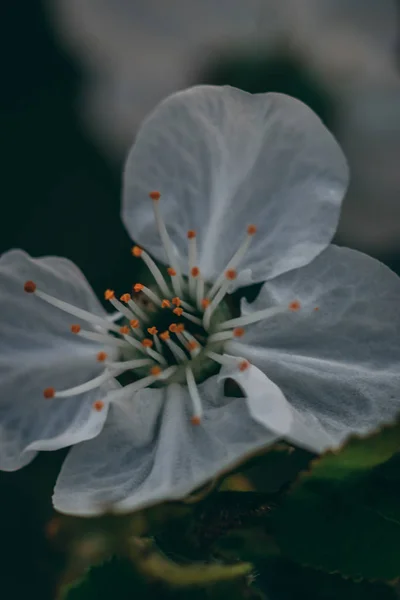 Beautiful summer flowers in the garden, closeup macro photo