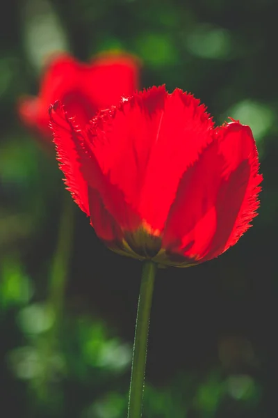 Beautiful summer flowers in the garden, closeup macro photo