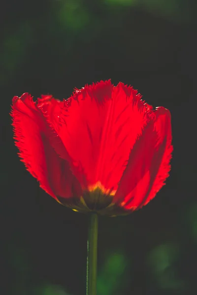 Beautiful summer flowers in the garden, closeup macro photo