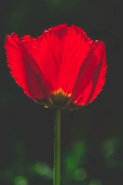 Beautiful summer flowers in the garden, closeup macro photo