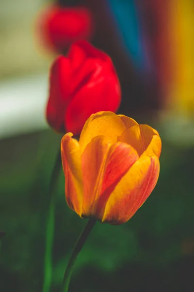 Beautiful summer flowers in the garden, closeup macro photo