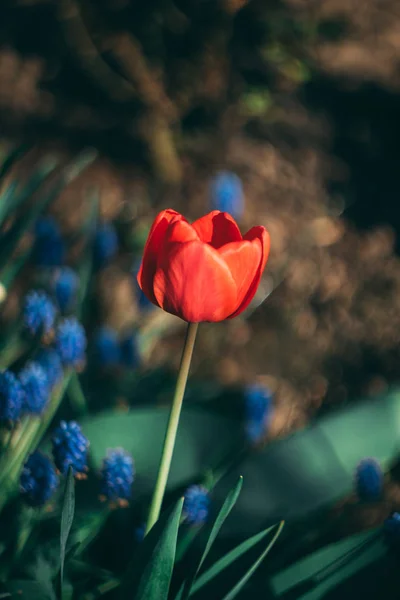 Beautiful summer flowers in the garden, closeup macro photo