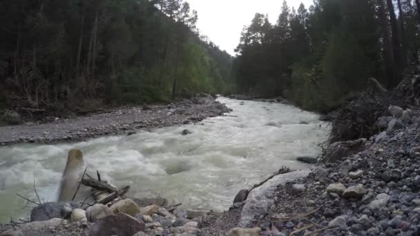 大きな山の渦巻く川が森の中を石の間を流れる エルブロス山からの流れ コーカサスロシア — ストック動画