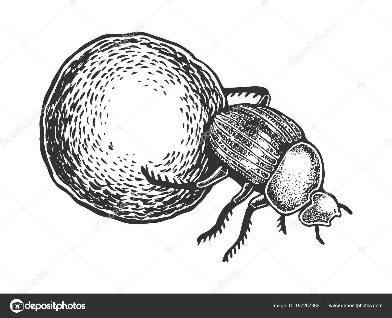 Dor bug bille gravering vektor illustration Stock-vektor af ...