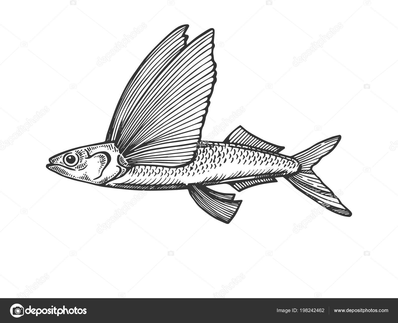 Flying fish engraving vector illustration Stock Vector by ©AlexanderPokusay  198242462, image size:1600x1300