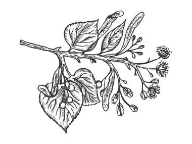 Linden şube oyma vektör çizim