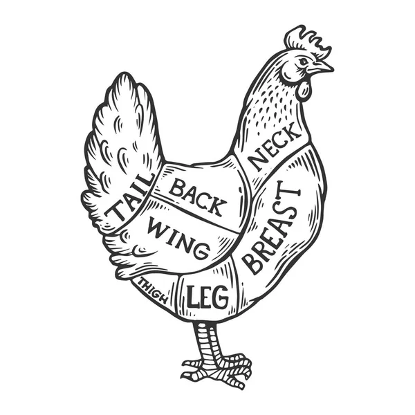 Κρέας κοτόπουλο διάγραμμα χαρακτική διάνυσμα — Διανυσματικό Αρχείο