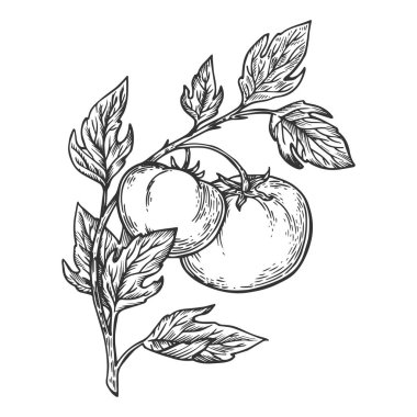 Domates oyma vektör çizim