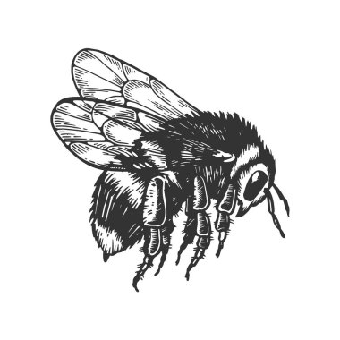 Bumblebee böcek hayvan oyma vektör