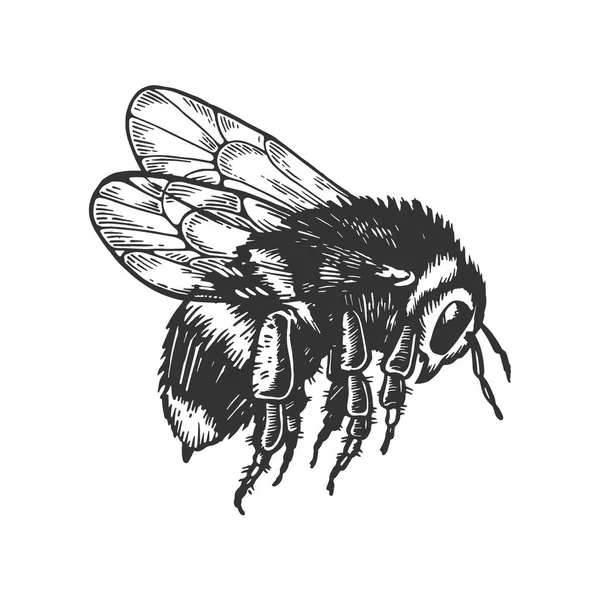 大黄蜂昆虫动物雕刻载体 — 图库矢量图片