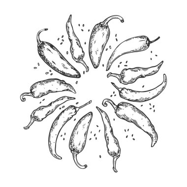 Vektör çizim oyma biber