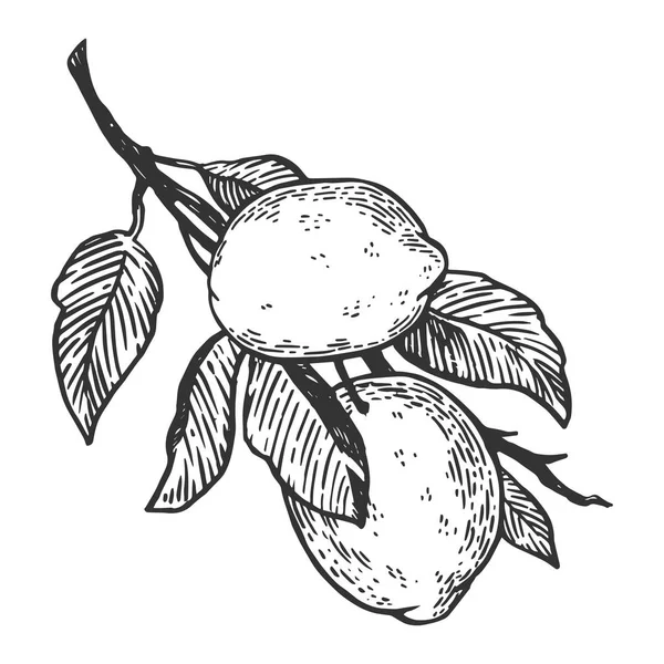 Гравировка лимонных цитрусовых векторных рисунков. Имитация в стиле Scratch board. Черно-белое изображение . — стоковый вектор