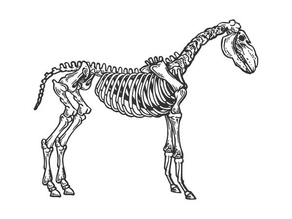 Graviervektor für das Skelett eines Pferdes — Stockvektor