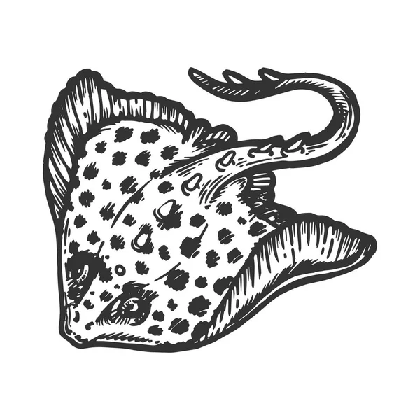 Batoidea stingray animale marino incisione vettoriale illustrazione. Imitazione in stile gratta e vinci. Immagine disegnata a mano in bianco e nero . — Vettoriale Stock