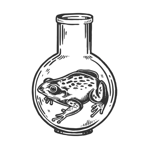 Kikker dier in laboratorium glas kolf gravure vectorillustratie. Kras bestuur stijl imitatie. Zwart-wit getekende handbeeld. — Stockvector