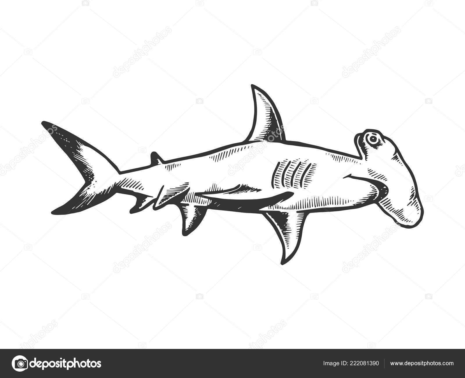 Free Free 282 Hammerhead Shark Svg SVG PNG EPS DXF File