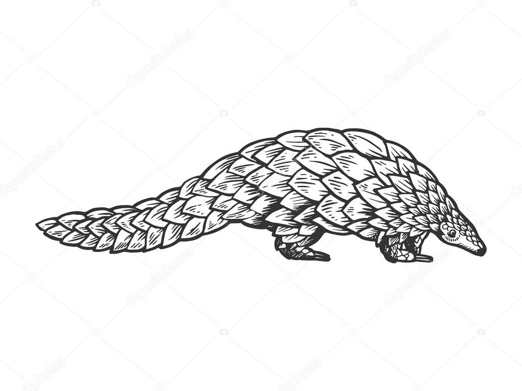Pangolin animal engraving vector illustration