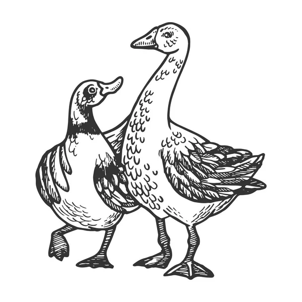 鸭子和鹅的朋友雕刻向量例证。划痕板式模仿。黑白手绘图像. — 图库矢量图片