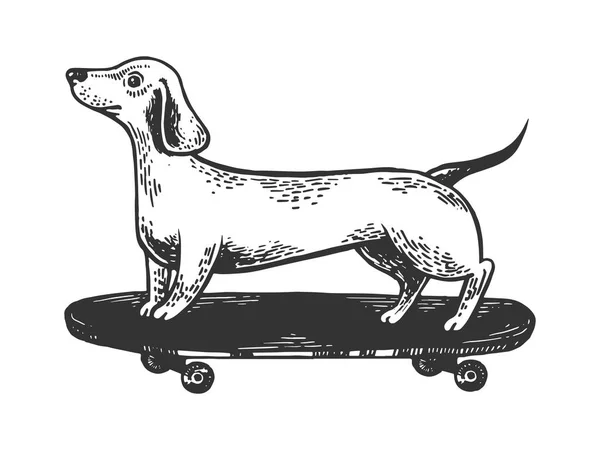 Дахшунд собака їде на скейтборді гравірування Векторні ілюстрації. Імітація стилю подряпини дошки. Чорно-біле намальоване зображення руки . — стоковий вектор