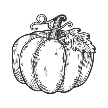 Kabak meyve oyma vektör çizim. Yönetim Kurulu tarzı taklit kaşı. Siyah ve beyaz el çizilmiş resim.