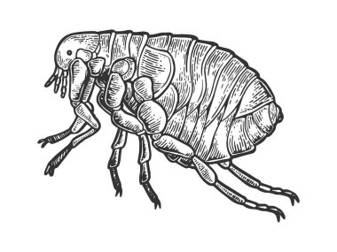 Flea louse insect engraving vector illustration. Scratch board style imitation. Black and white hand drawn image. clipart