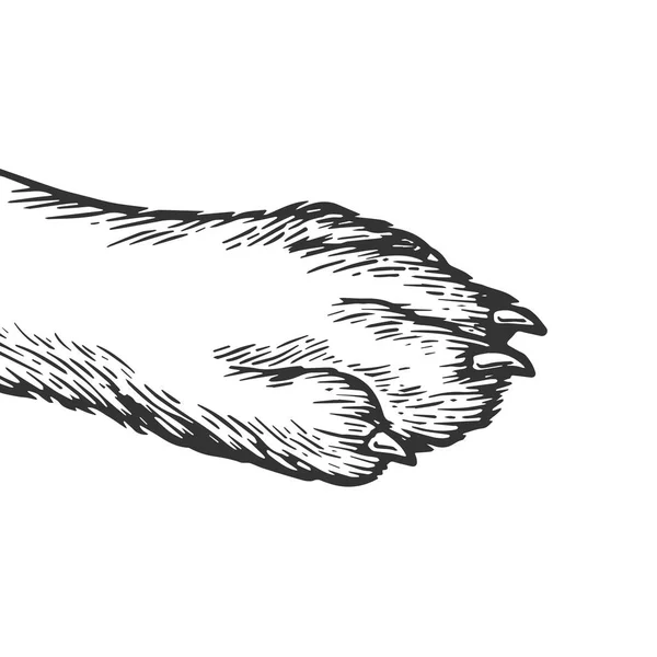 Dog paw gravura vetor ilustração. Imitação de estilo Scratch board. Imagem desenhada à mão preto e branco . —  Vetores de Stock