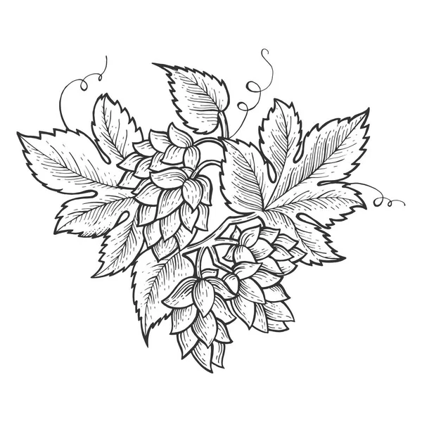 Hops plant engraving sketch vector illustration. Scratch board style imitation. Black and white hand drawn image. — Stock Vector